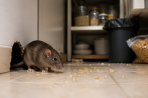 controle de ratos em residência com foco na prevenção de infestações e proteção da saúde dos moradores